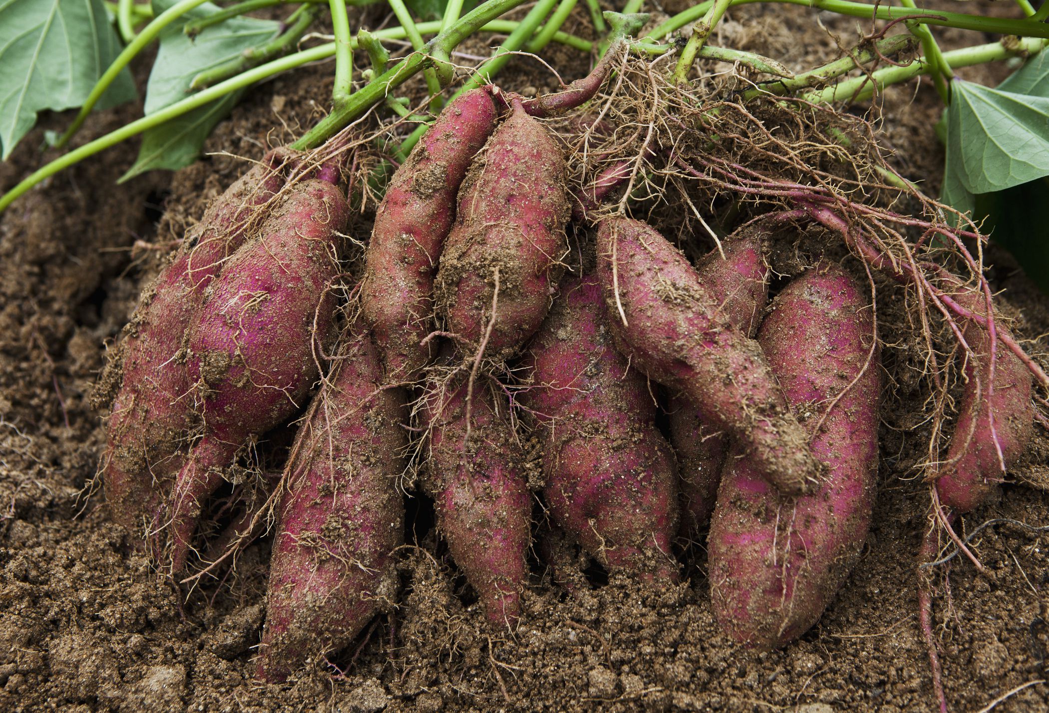 Yes The Indigenous Peoples Of The Southeastern Usa Did Grow A Variety Of Sweet Potato Before Columbus The Americas Revealed,Pregnant Horse Sitting